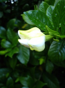 gardenia photo, gardenia blossom, gardenia bloom, cootchie